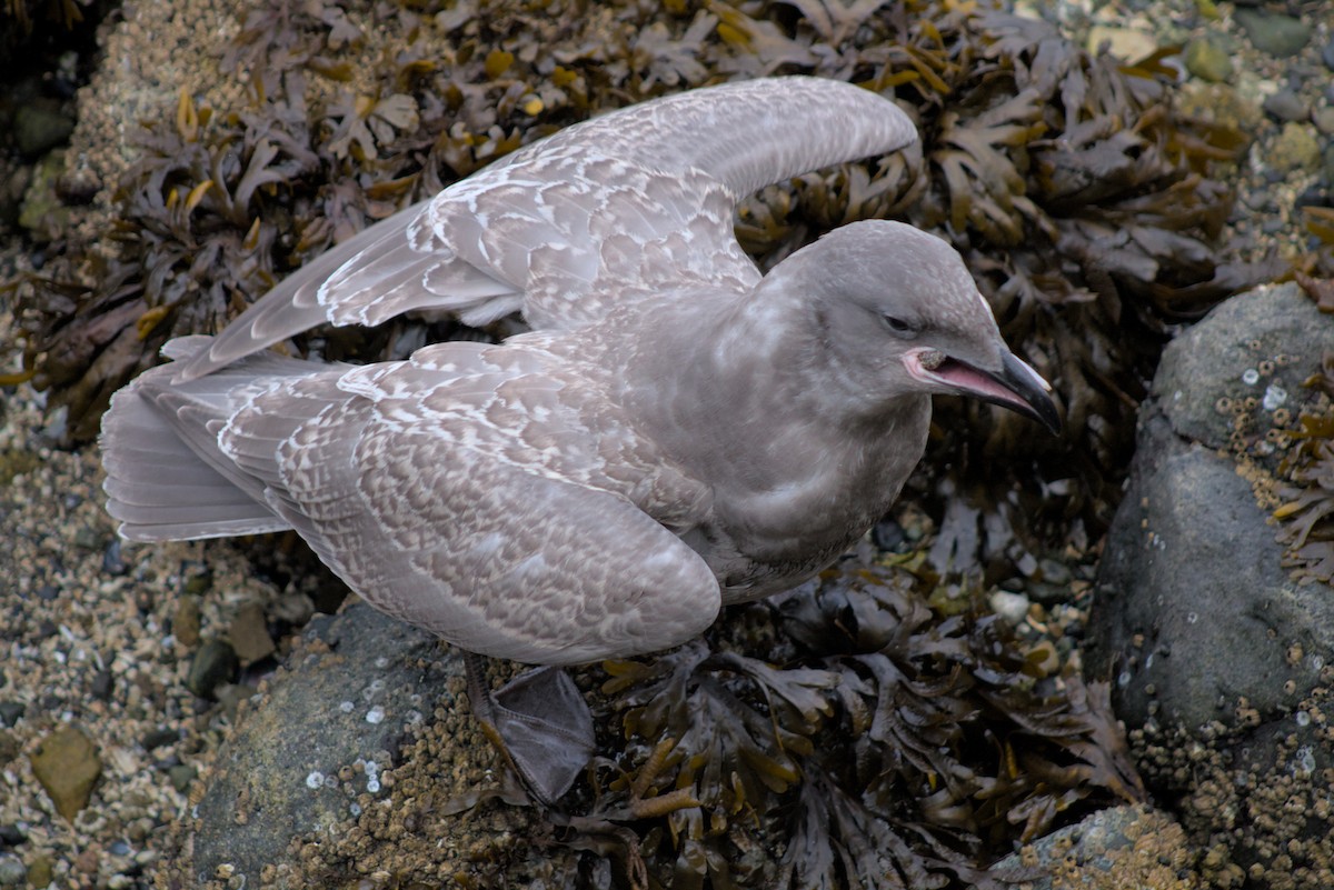 Glaucous-winged Gull - ML644386563