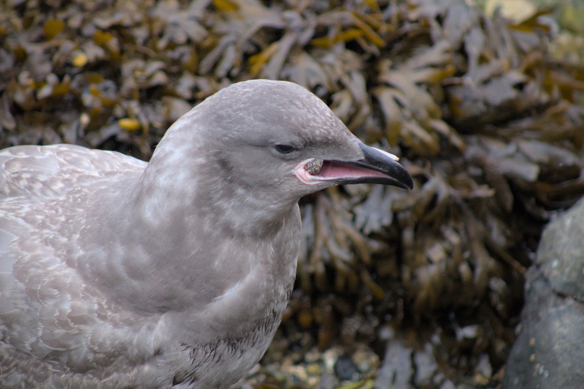 Glaucous-winged Gull - ML644386564