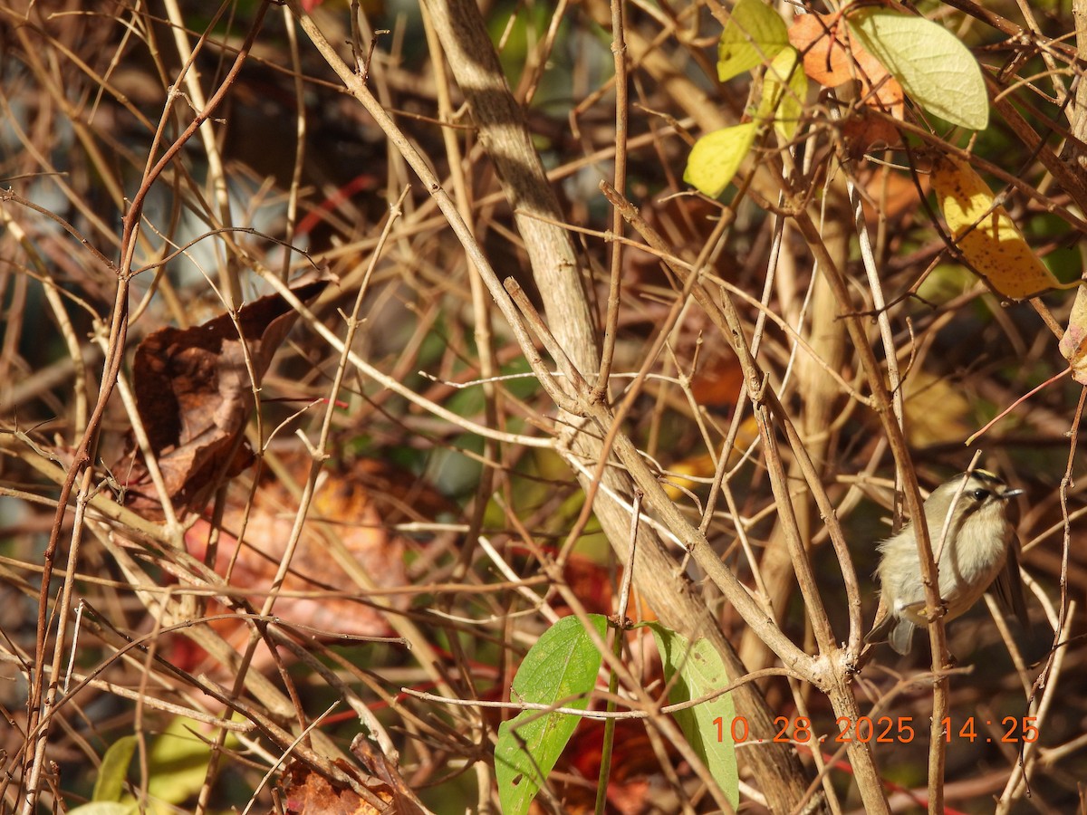 ildkronefuglekonge - ML644386570