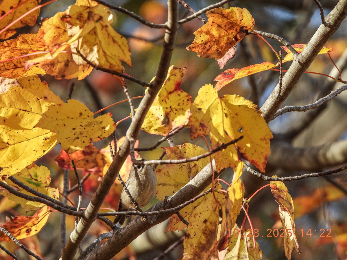 ildkronefuglekonge - ML644386571