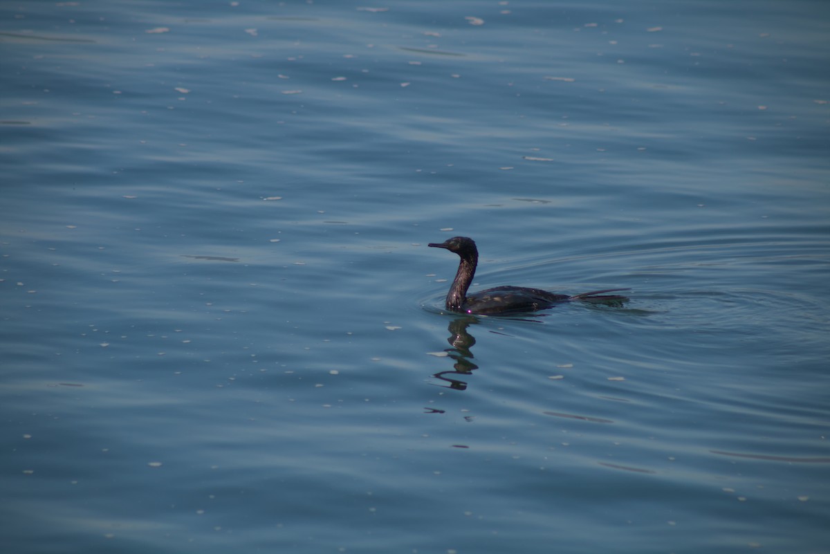 Pelagic Cormorant - ML644386573