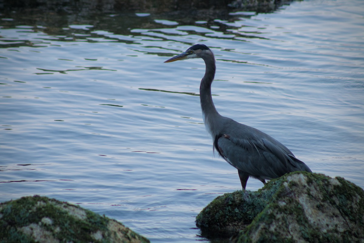Great Blue Heron - ML644386574