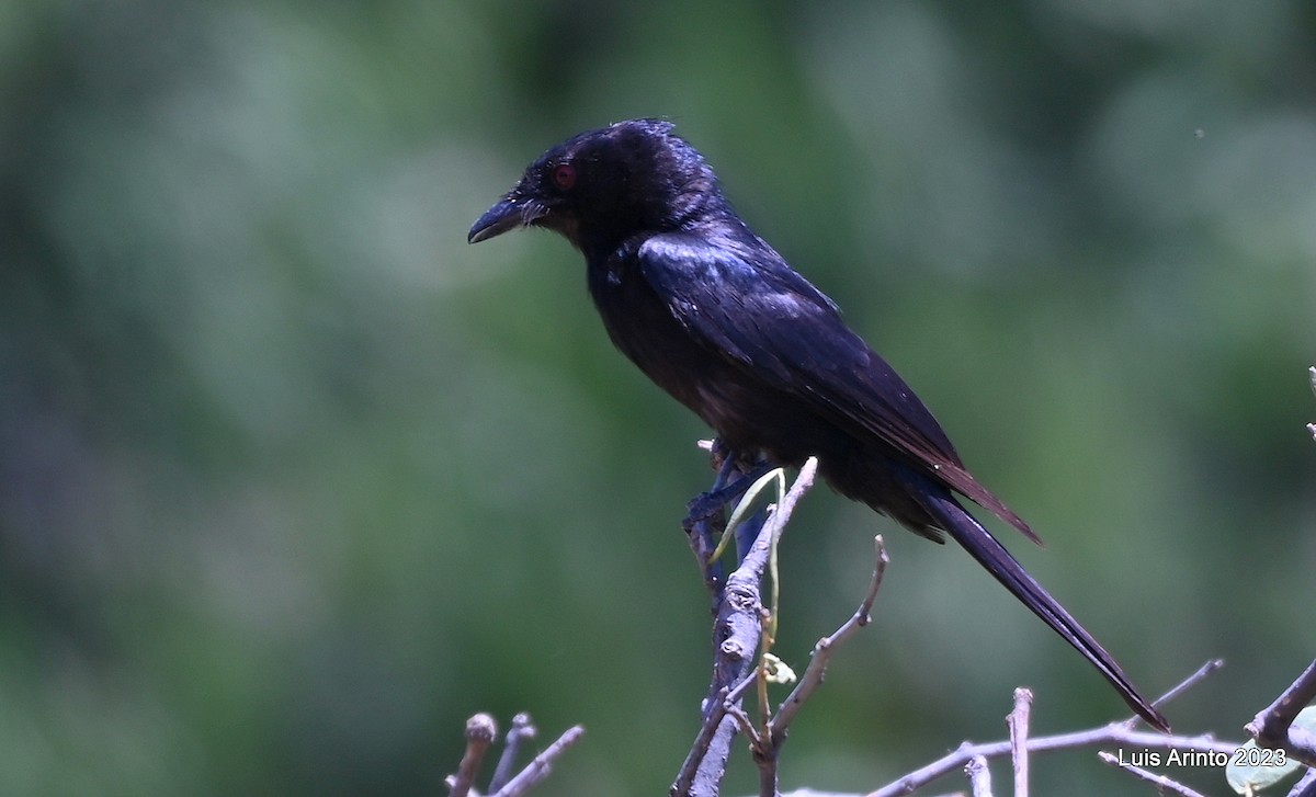 Fork-tailed Drongo - ML644386579
