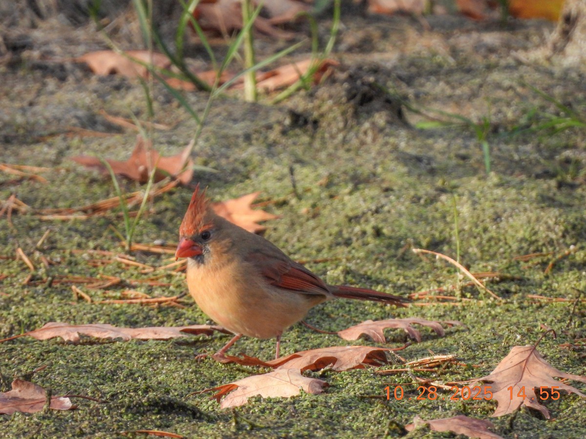 rødkardinal - ML644386580