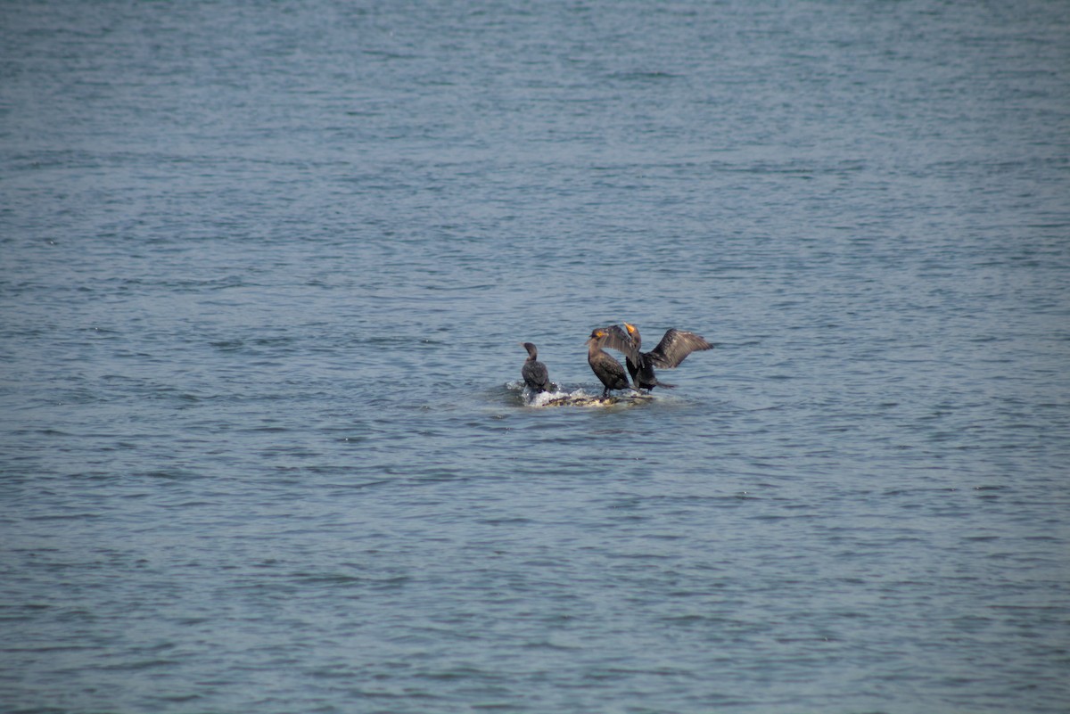Double-crested Cormorant - ML644386583