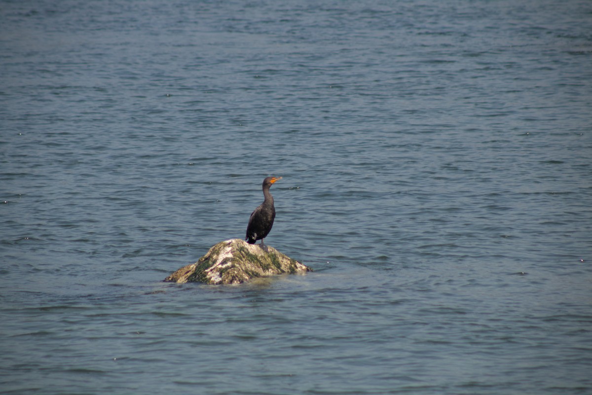 Double-crested Cormorant - ML644386591