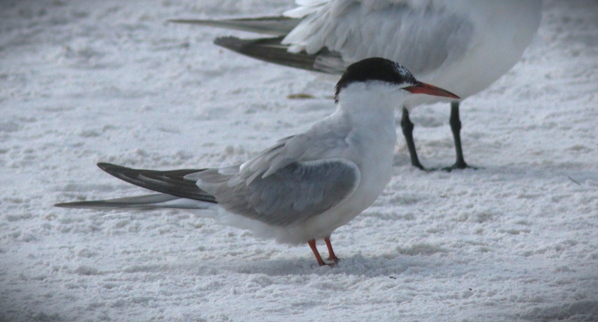 Речная крачка - ML644386593