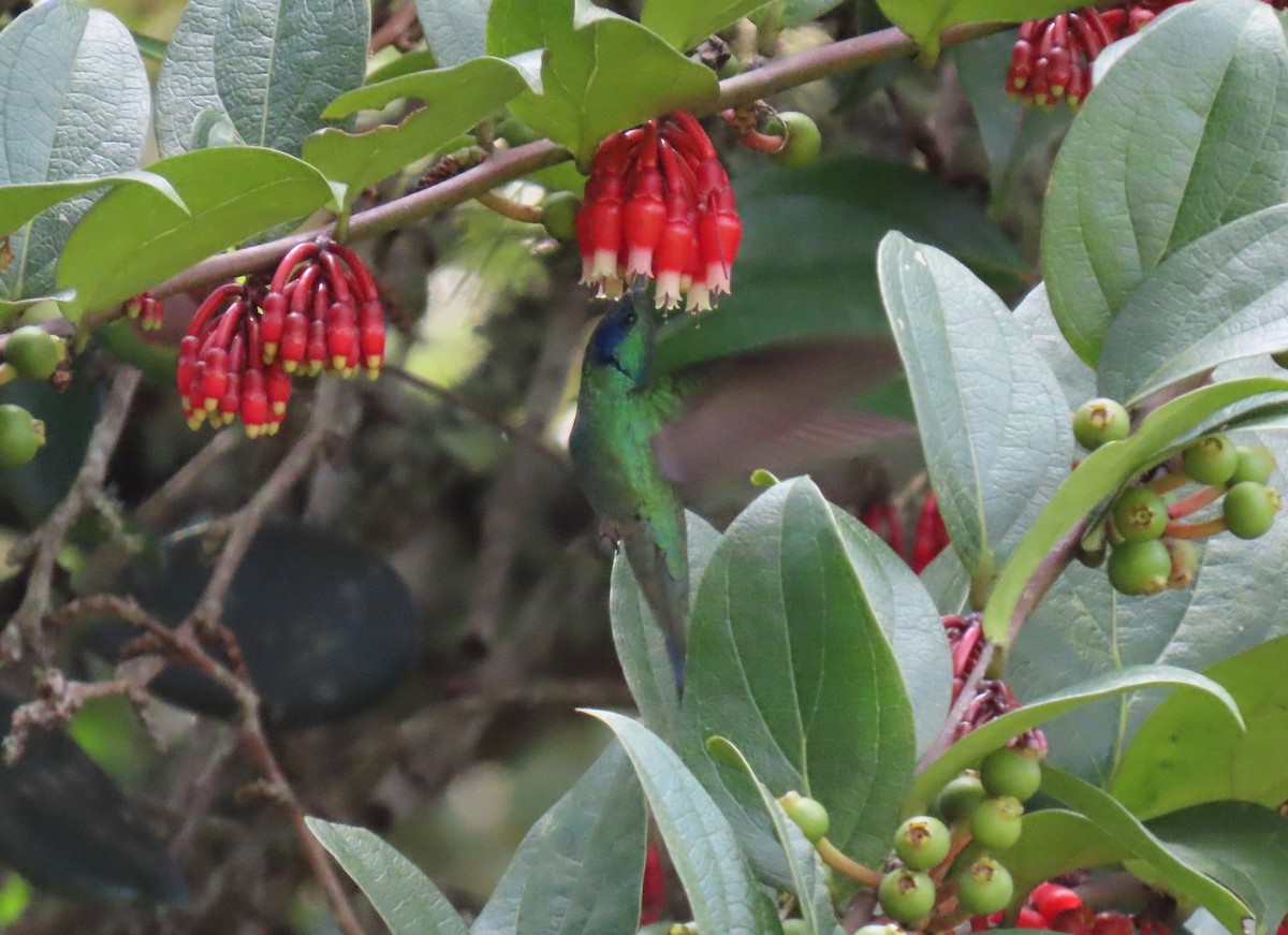 Lesser Violetear - ML644386595