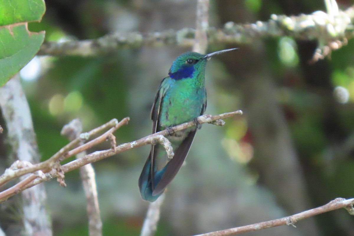 Lesser Violetear - ML644386596