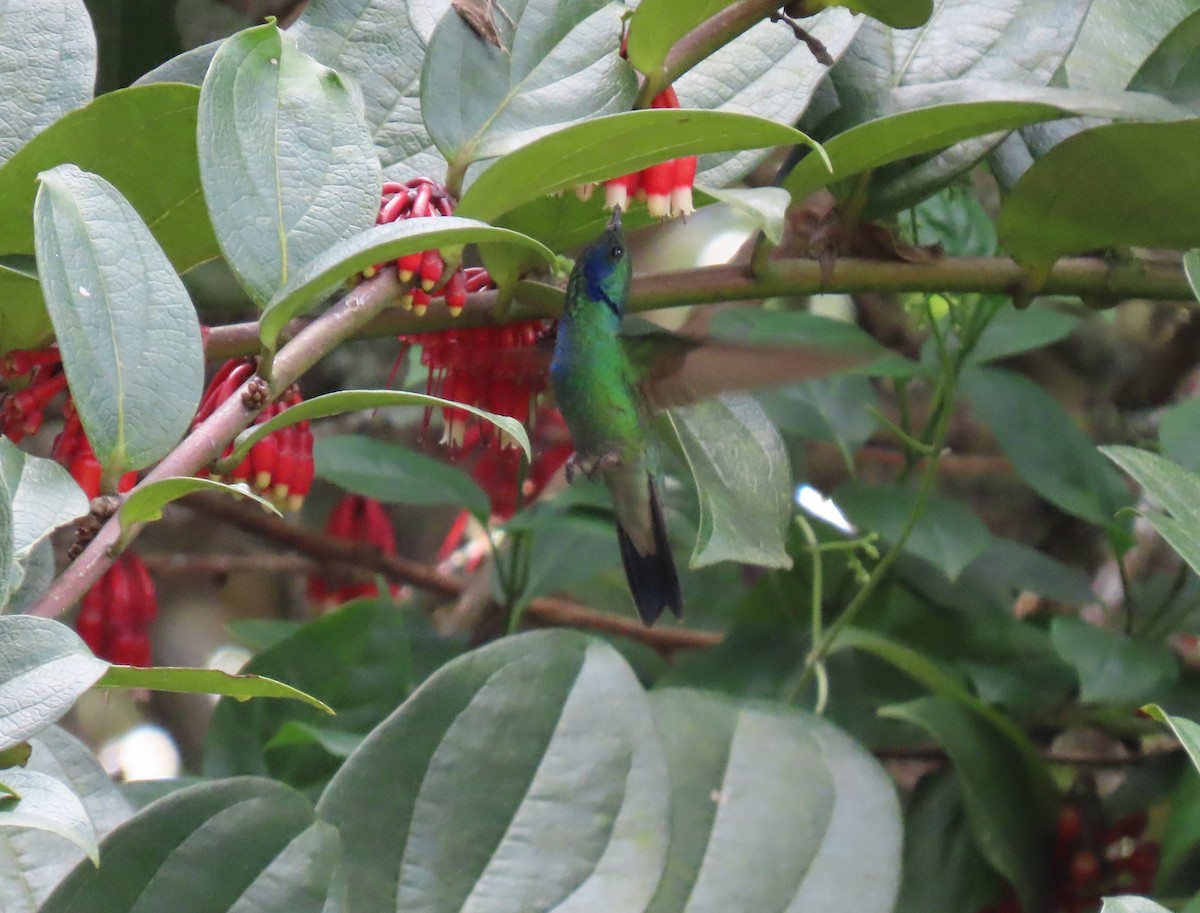 Lesser Violetear - ML644386597