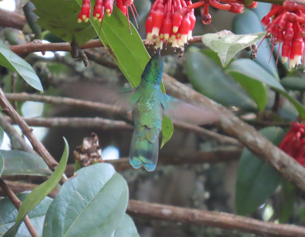 Lesser Violetear - ML644386598