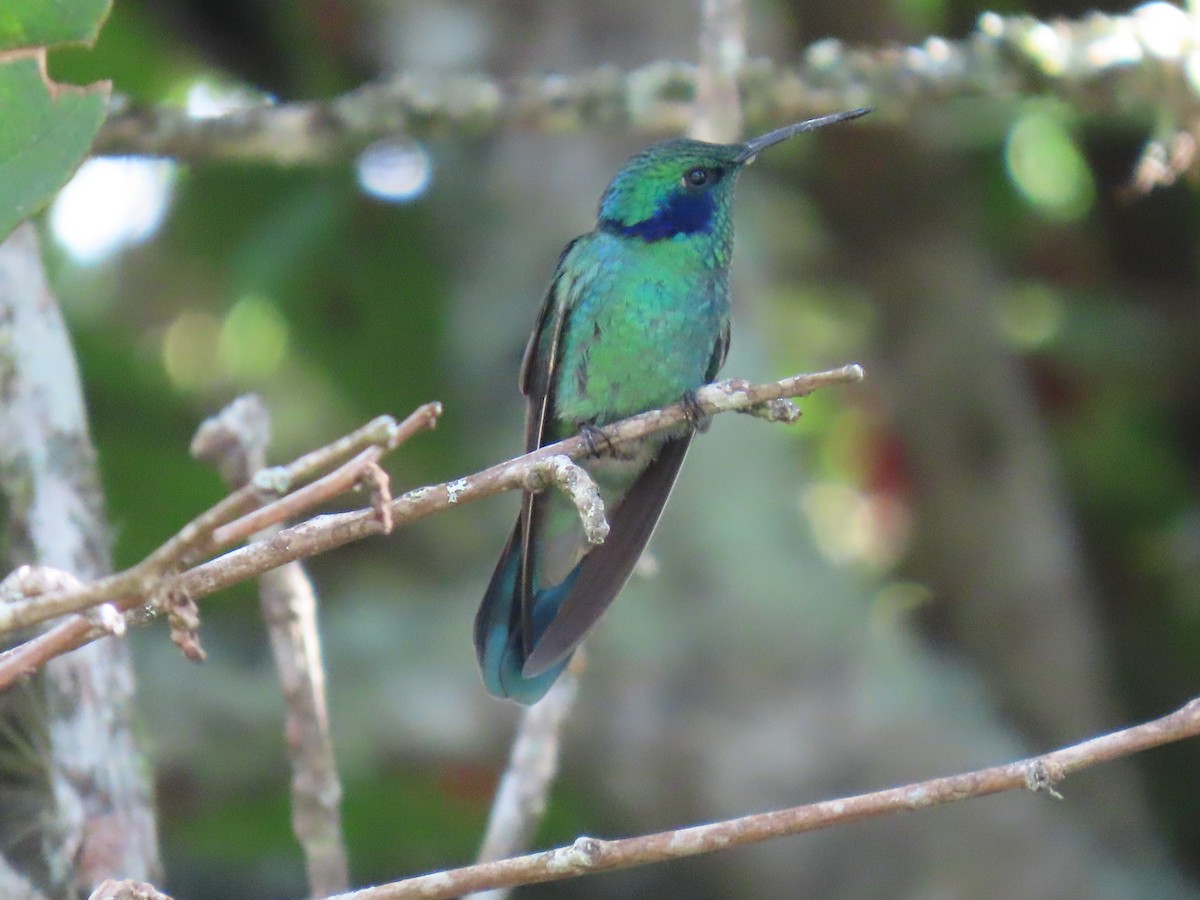 Lesser Violetear - ML644386599