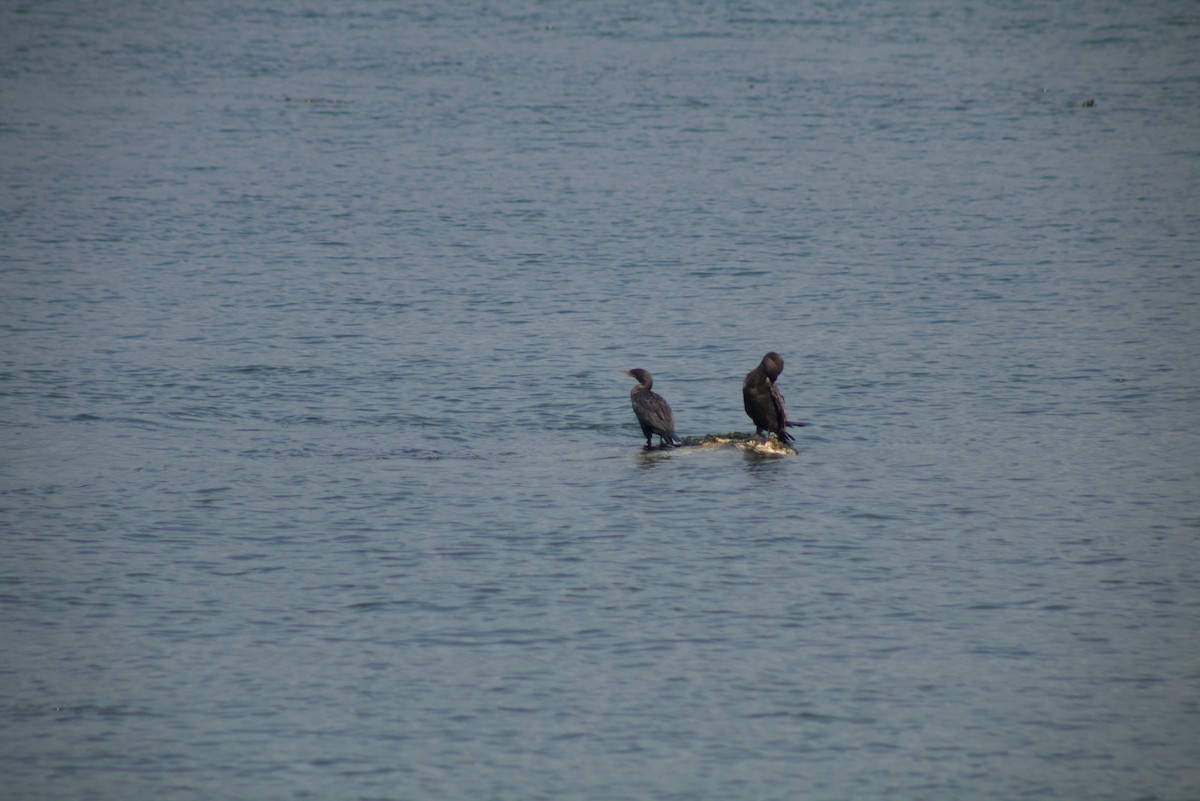 Double-crested Cormorant - ML644386602