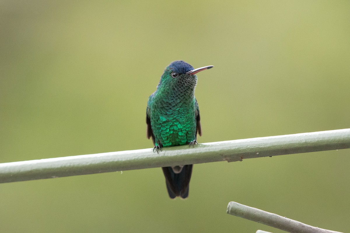 Amazilia Capiazul - ML644386605