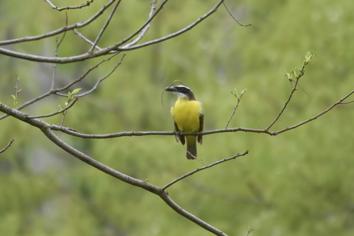Пітанга-великодзьоб (підвид pitangua) - ML644386606