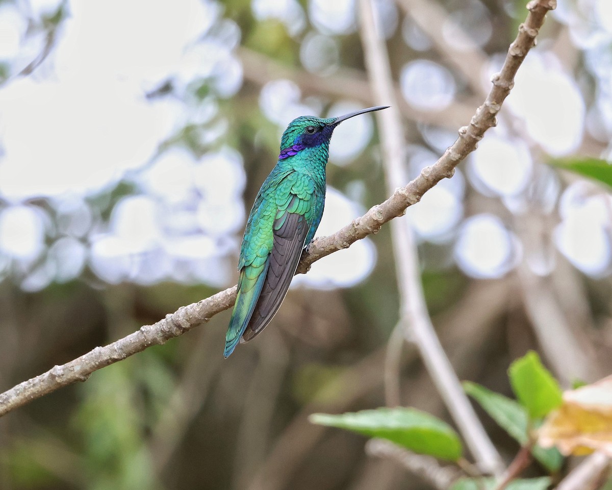 fiolørekolibri - ML644386607