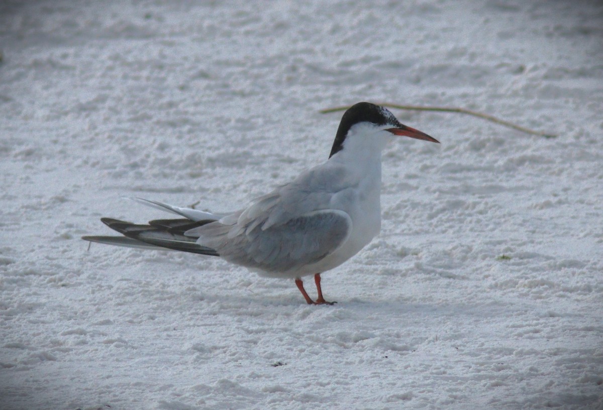 Речная крачка - ML644386608