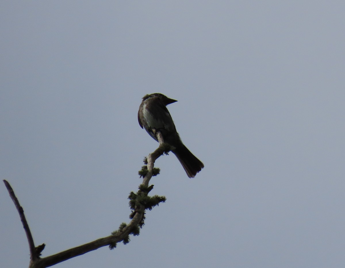 Olive-sided Flycatcher - ML644386623