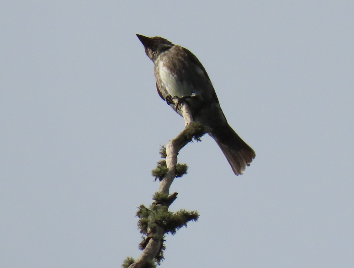 Olive-sided Flycatcher - ML644386626