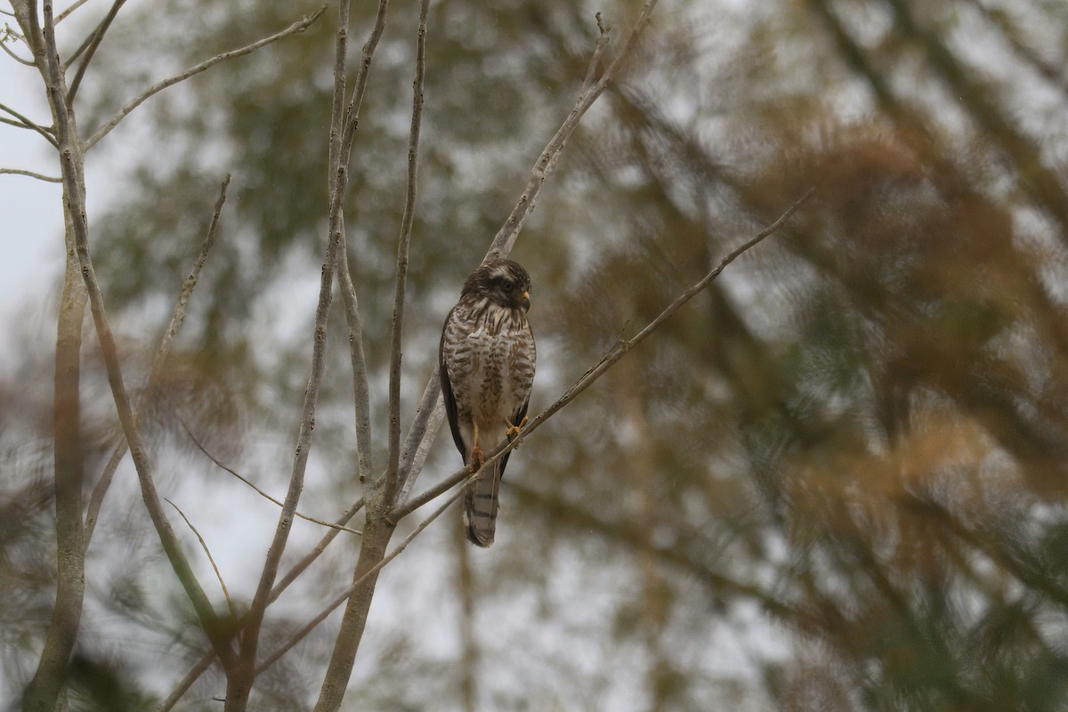 Yol Şahini - ML644386656