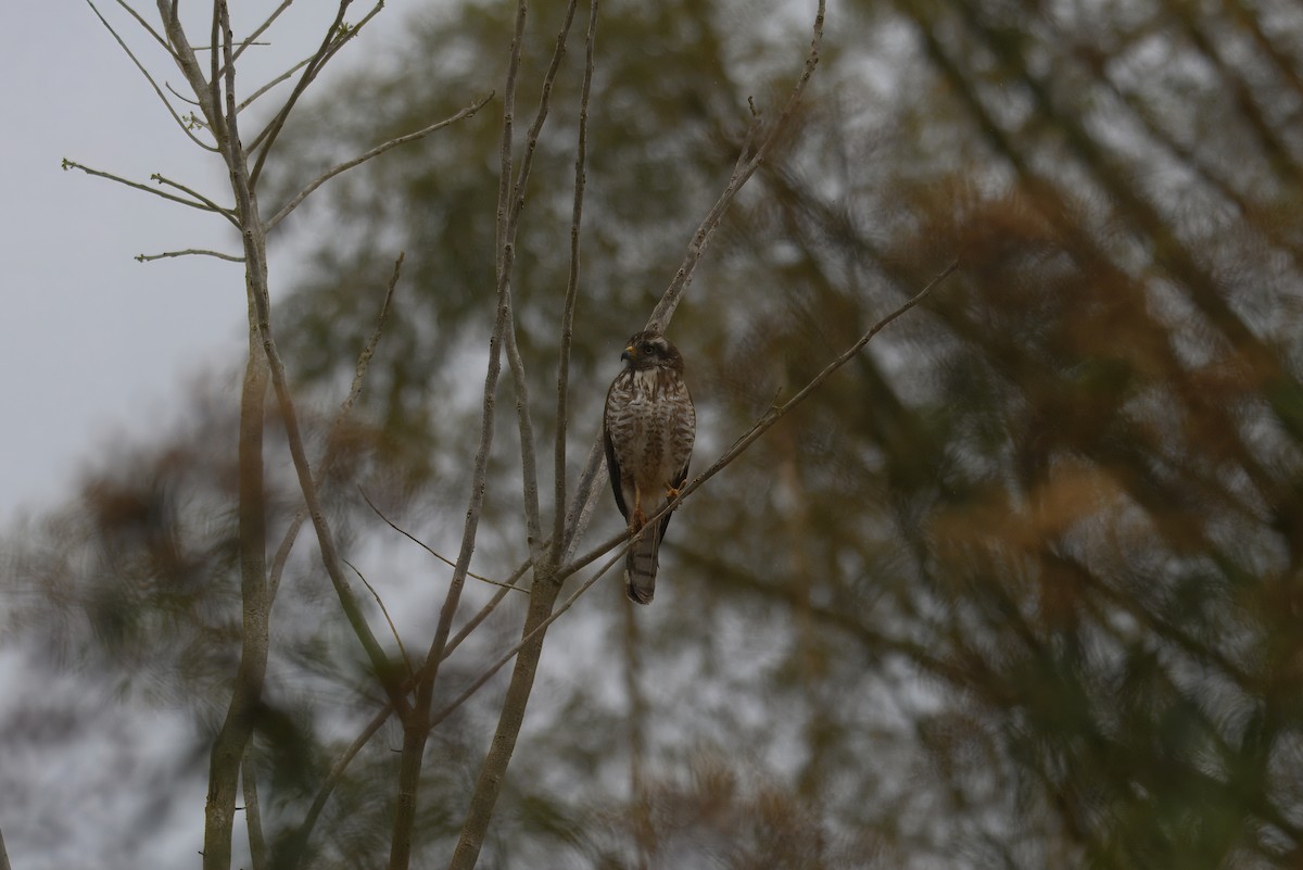 Yol Şahini - ML644386657