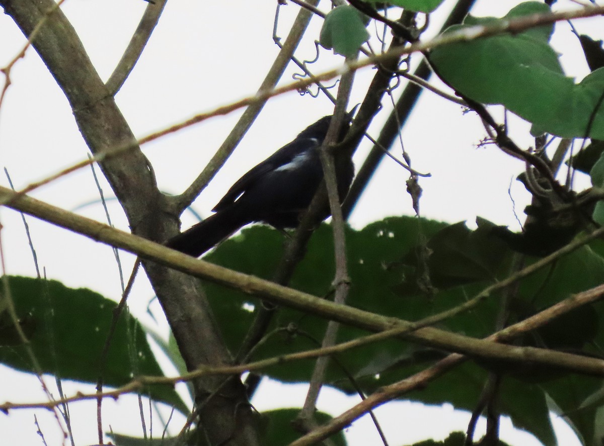 Pinchaflor Flanquiblanco - ML644386658