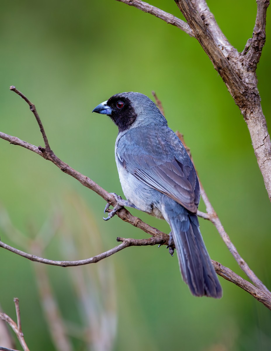 Black-faced Tanager - ML644386659