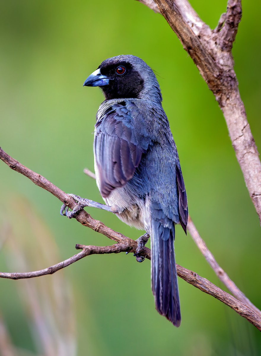 Black-faced Tanager - ML644386660