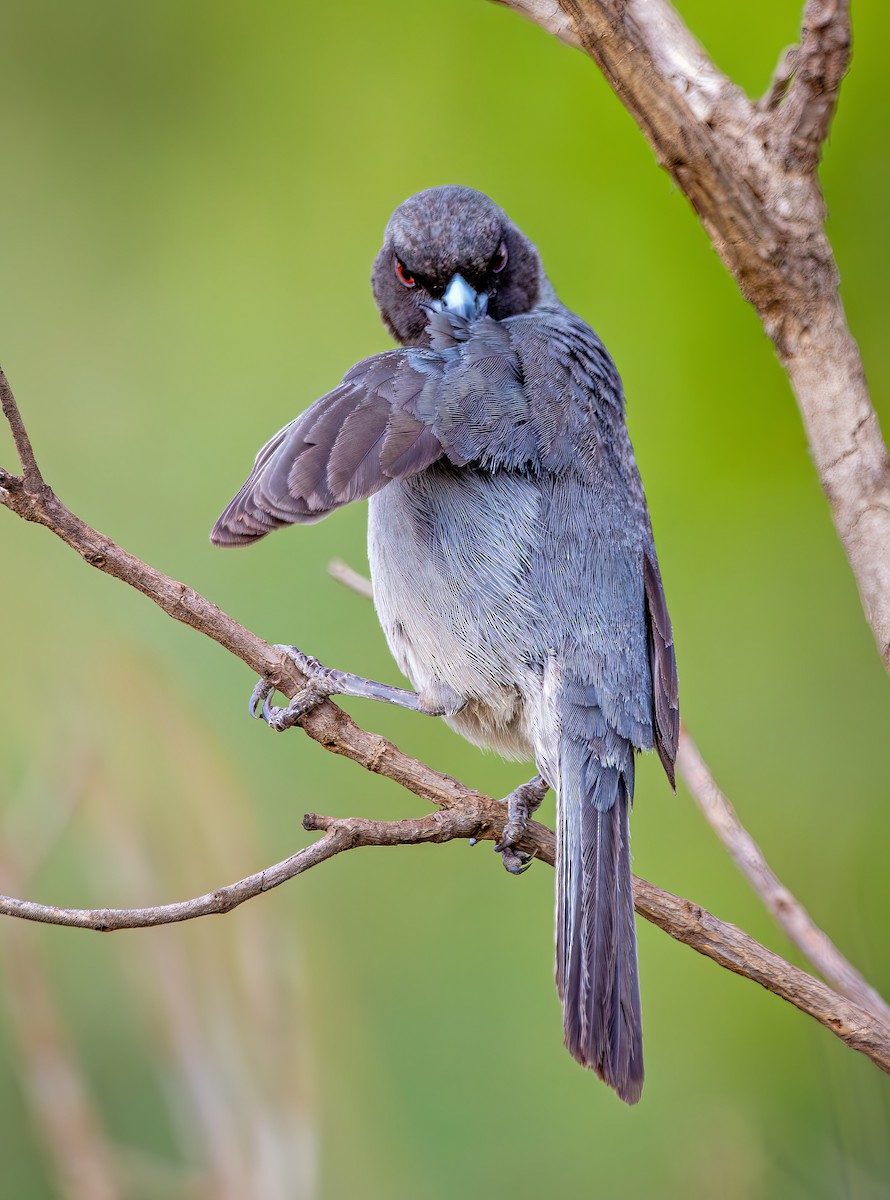 Black-faced Tanager - ML644386661