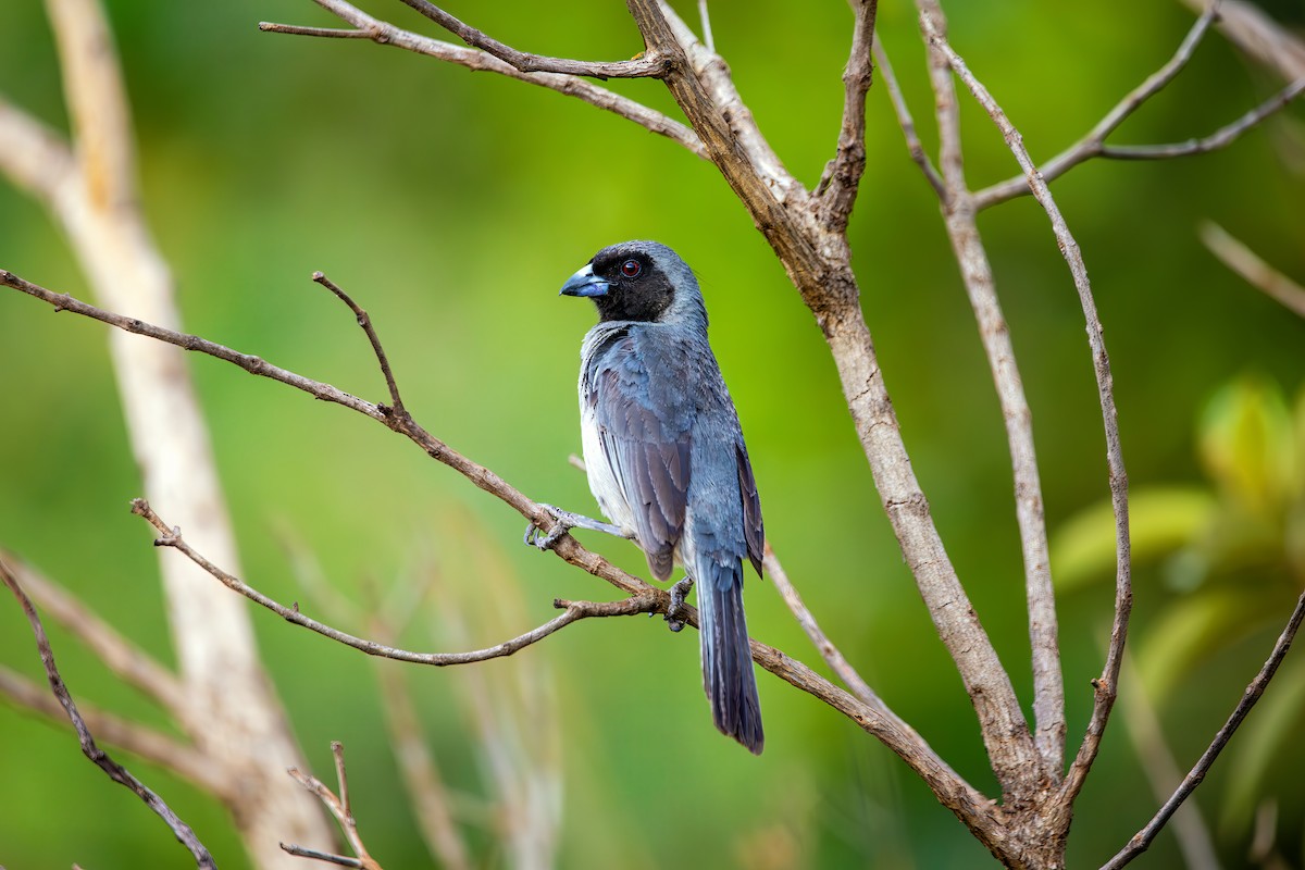 Black-faced Tanager - ML644386662