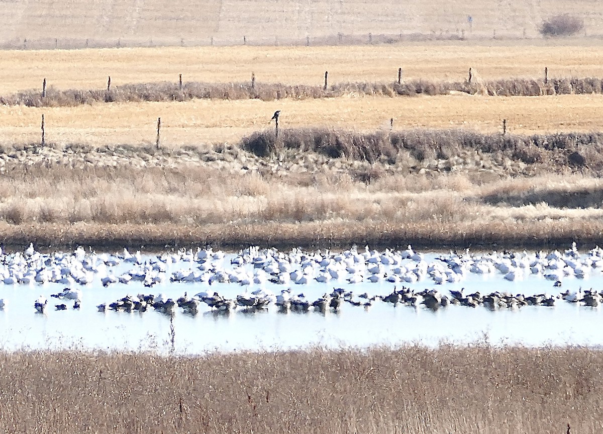 Oca delle nevi - ML644386668