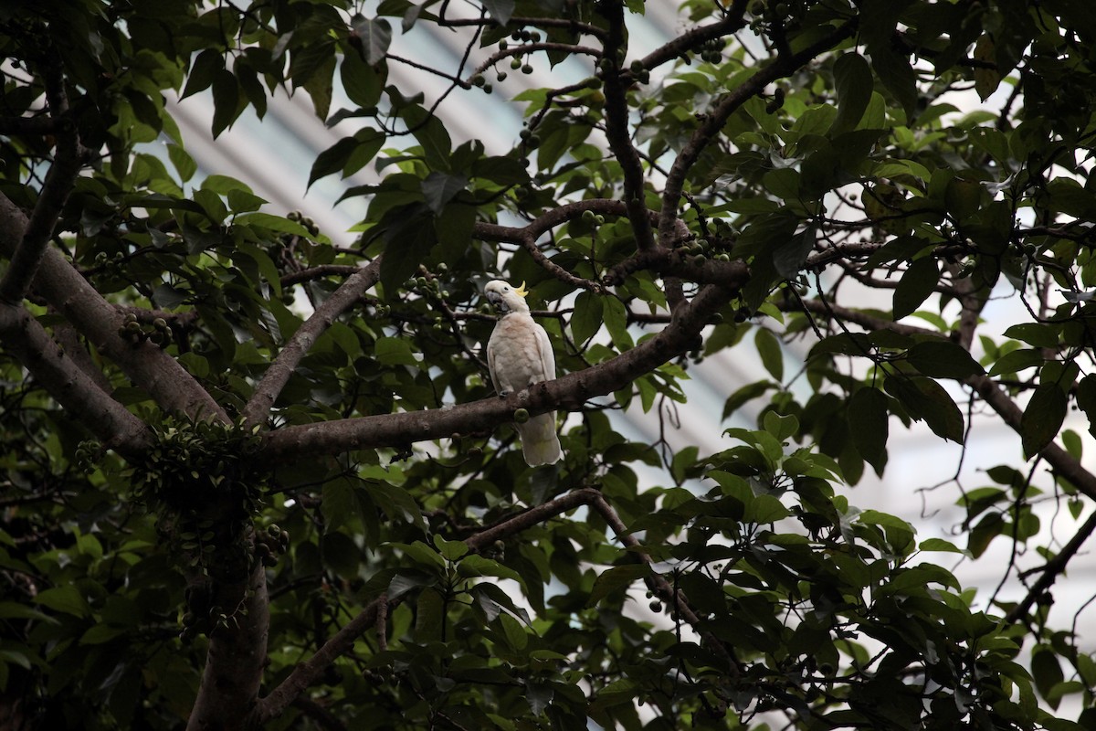 Yellow-crested Cockatoo - ML644386778