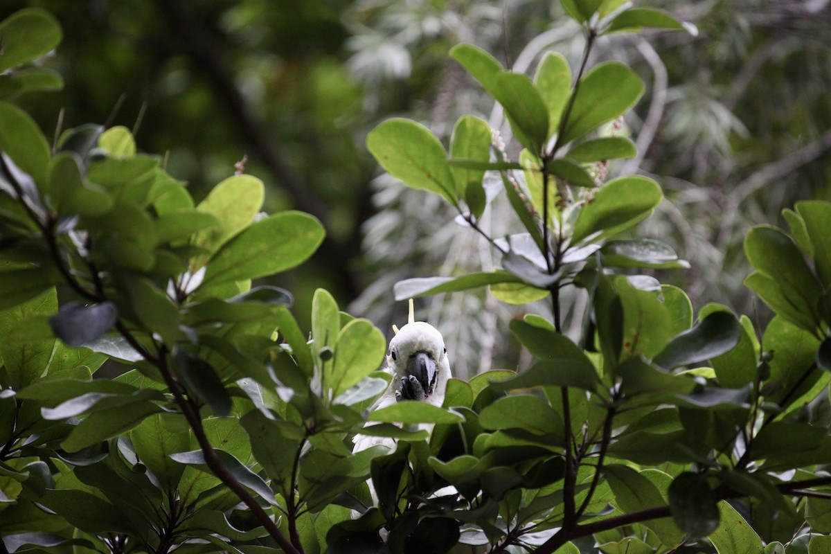 Yellow-crested Cockatoo - ML644386779