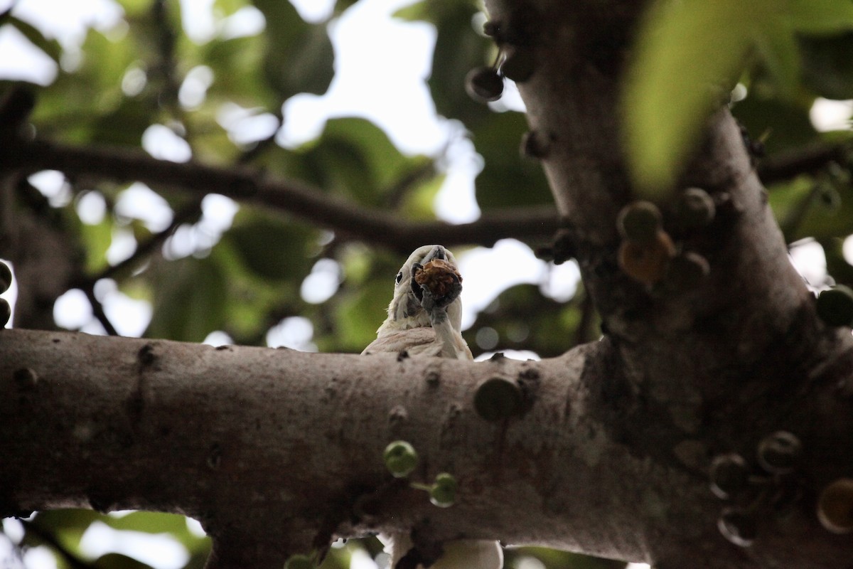 Yellow-crested Cockatoo - ML644386780