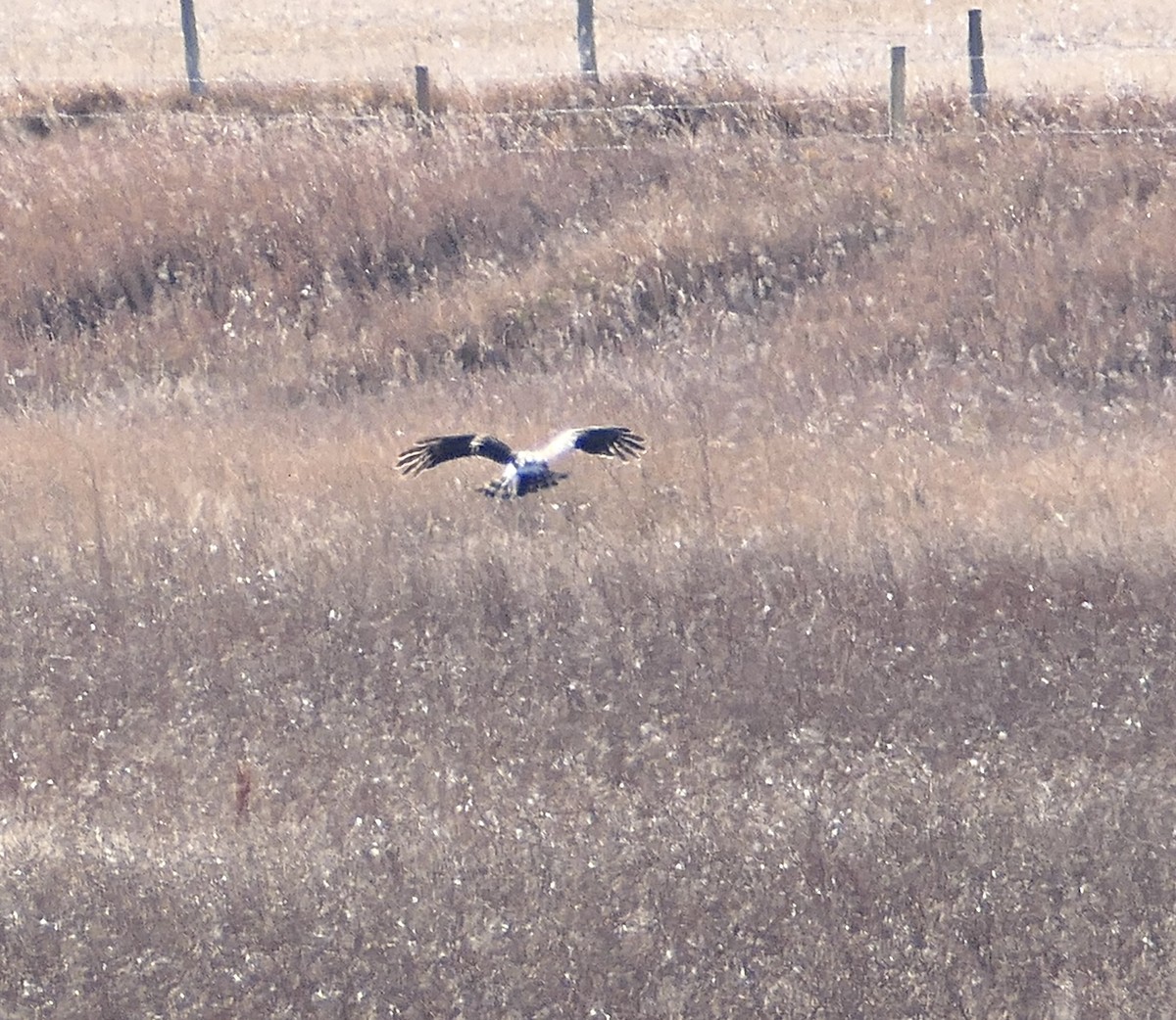 Northern Harrier - ML644386940