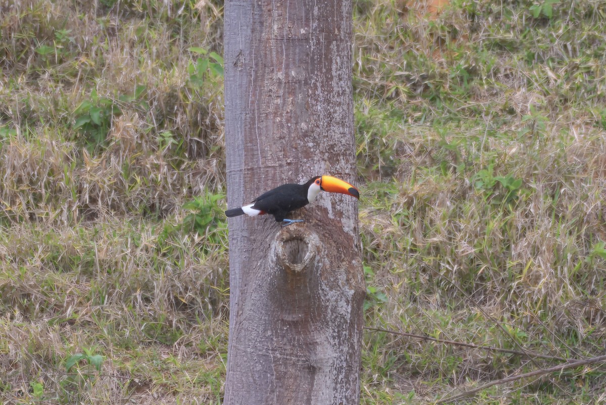 オニオオハシ - ML644387015