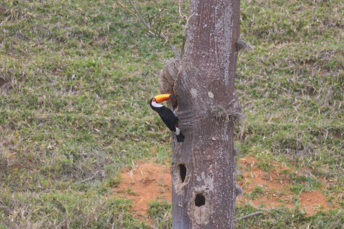 オニオオハシ - ML644387016