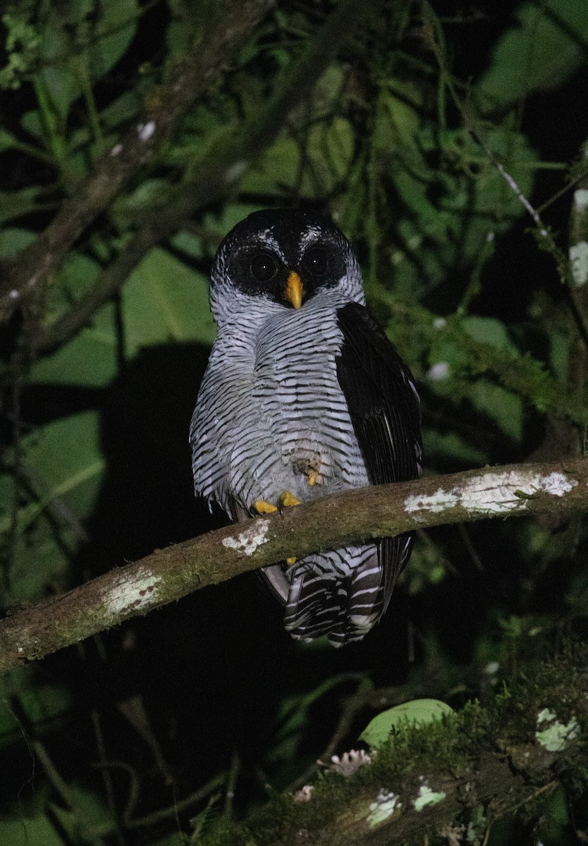 シロクロヒナフクロウ - ML644387040