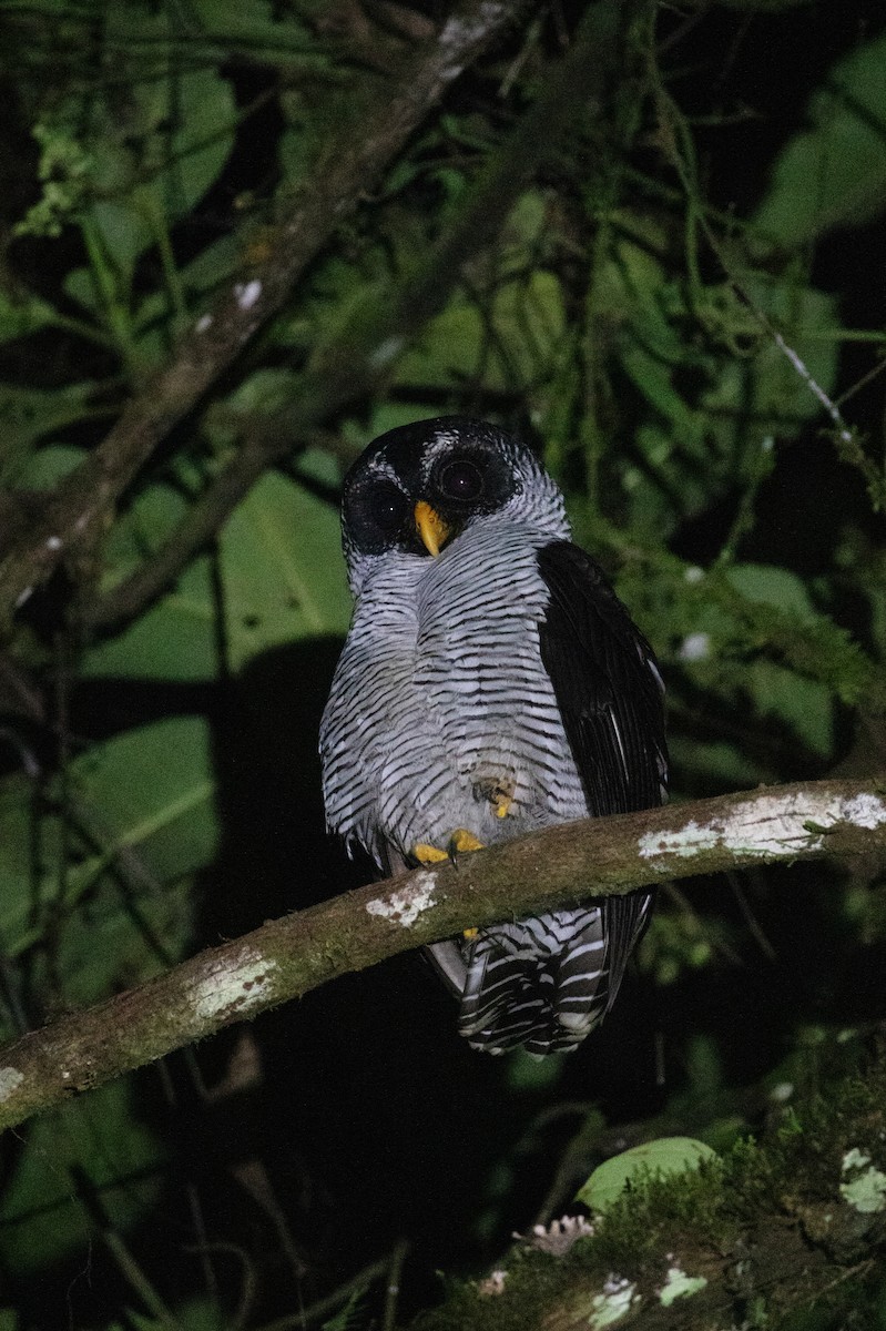 シロクロヒナフクロウ - ML644387041