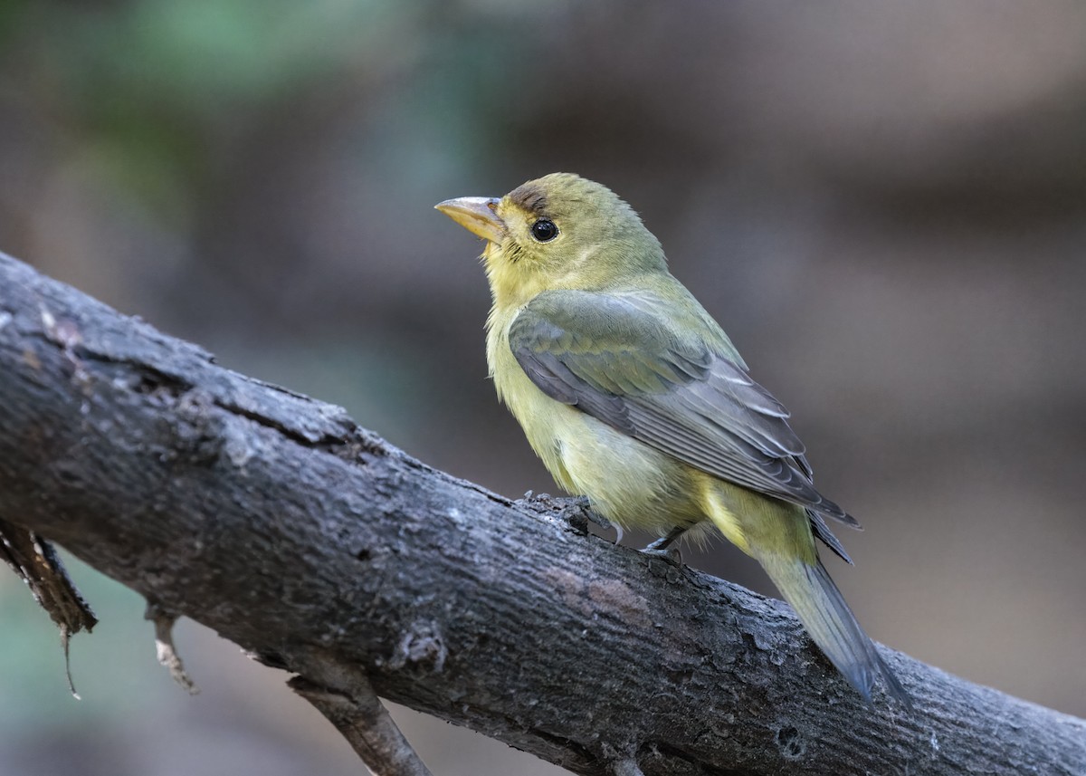 Scarlet Tanager - ML644387074