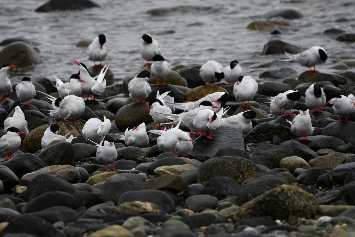 South American Tern - ML644387095