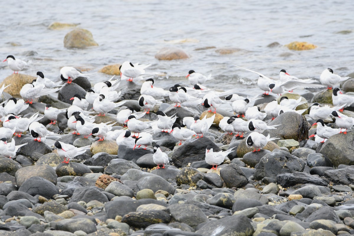 South American Tern - ML644387096