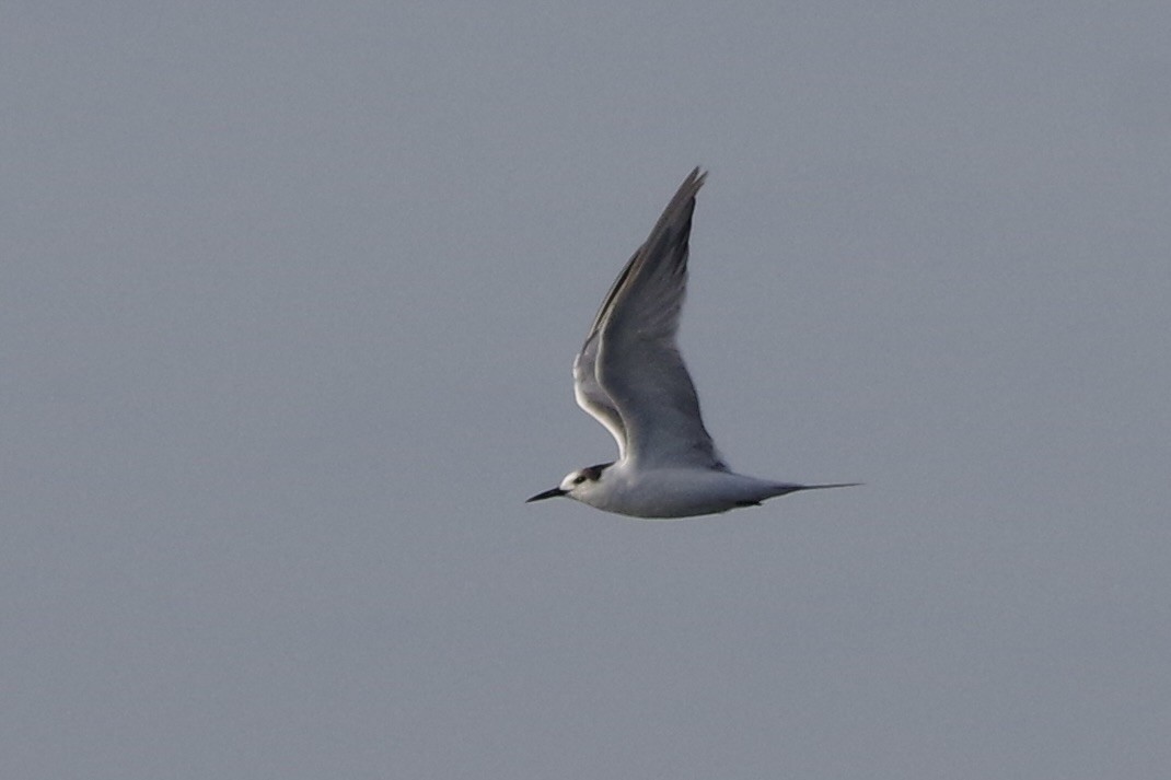 Речная крачка - ML644387100