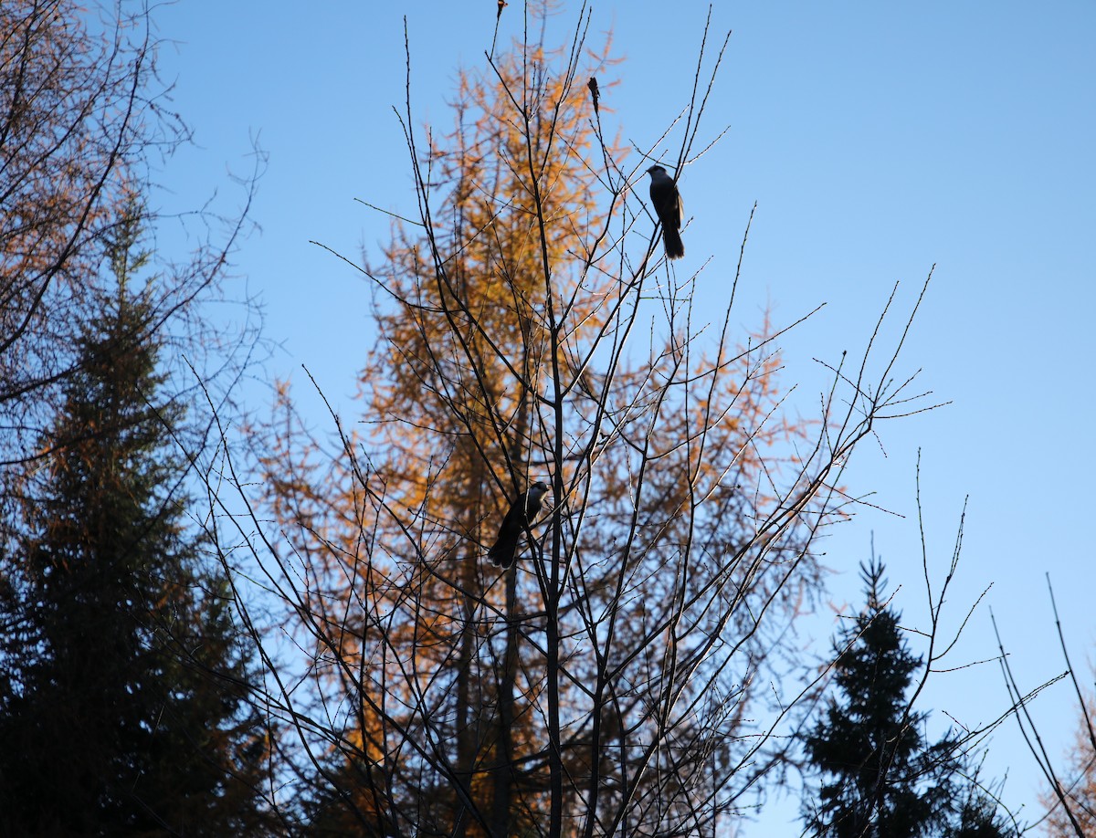 Canada Jay (Boreal) - ML644387101