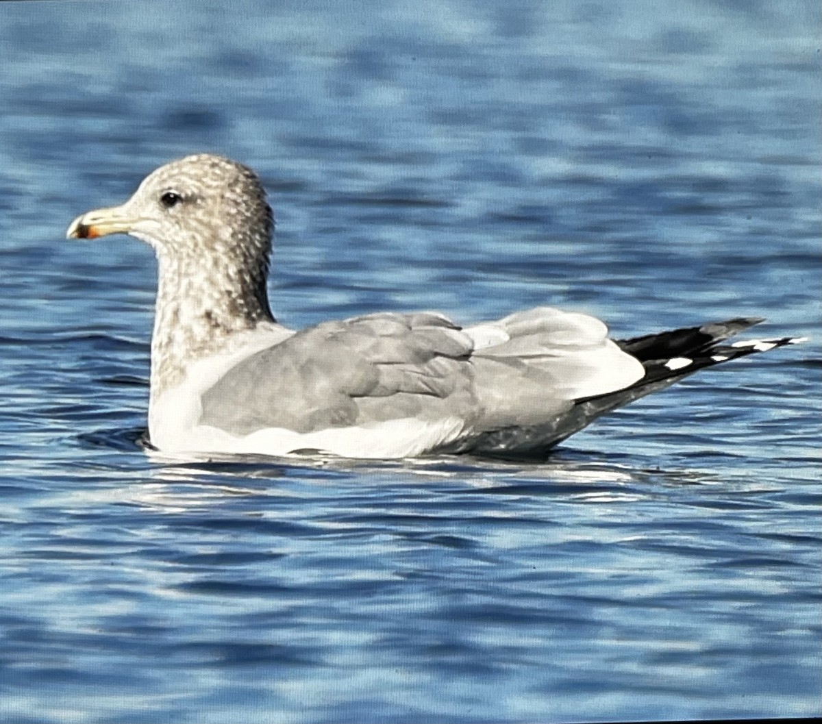 California Gull - ML644387103