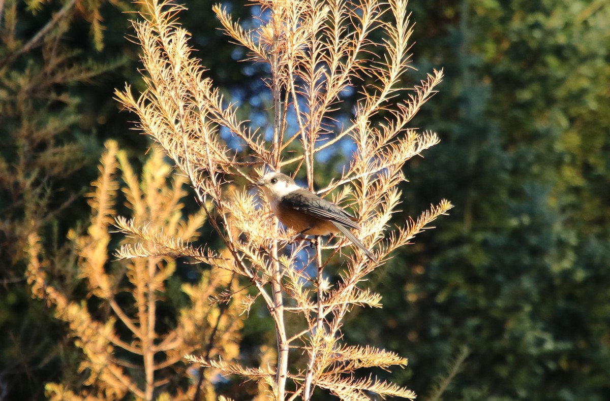 Canada Jay (Boreal) - ML644387104