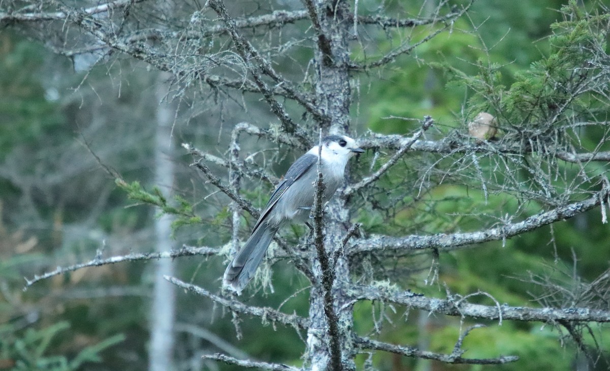 Canada Jay (Boreal) - ML644387116