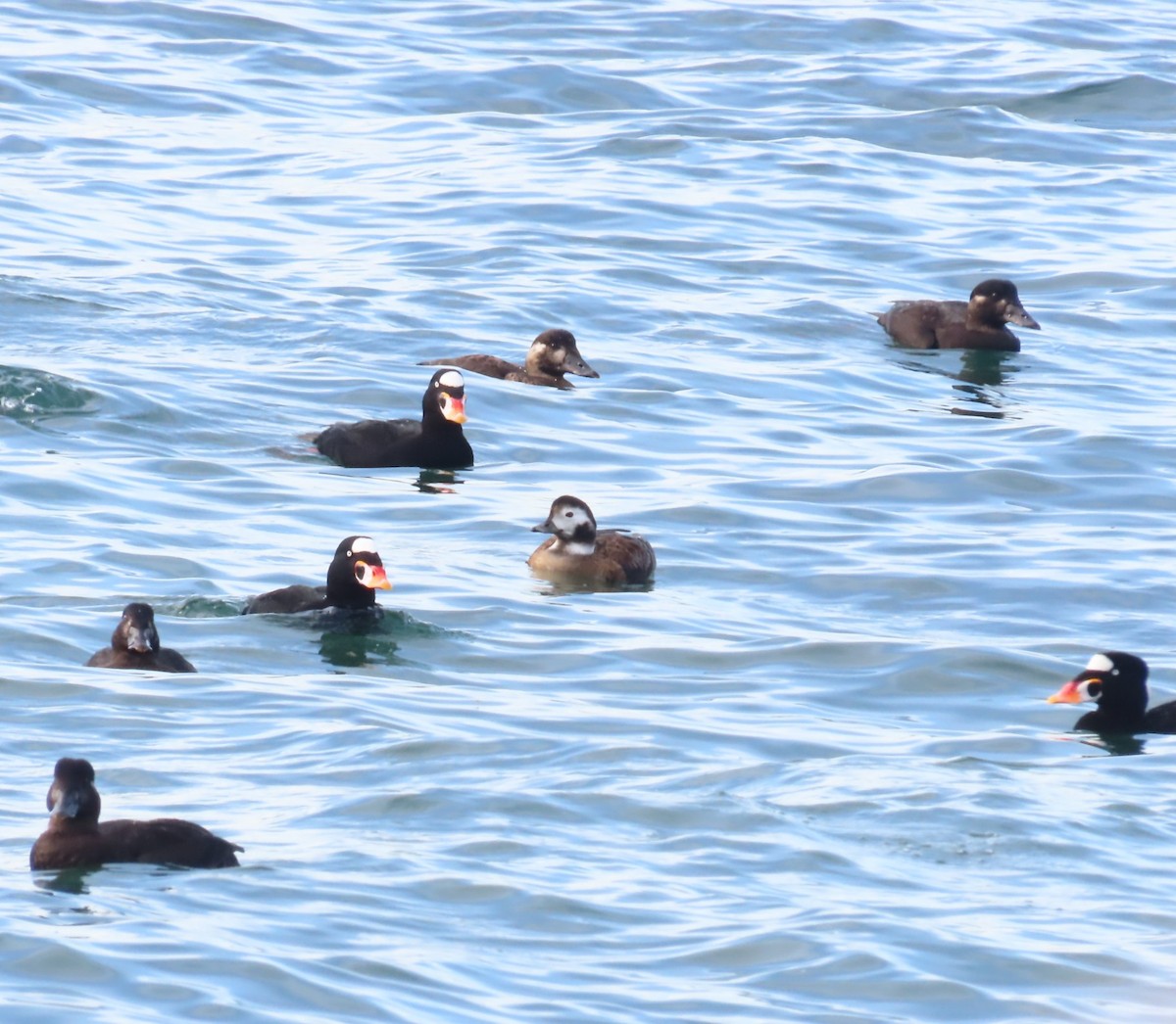 Long-tailed Duck - ML644387143