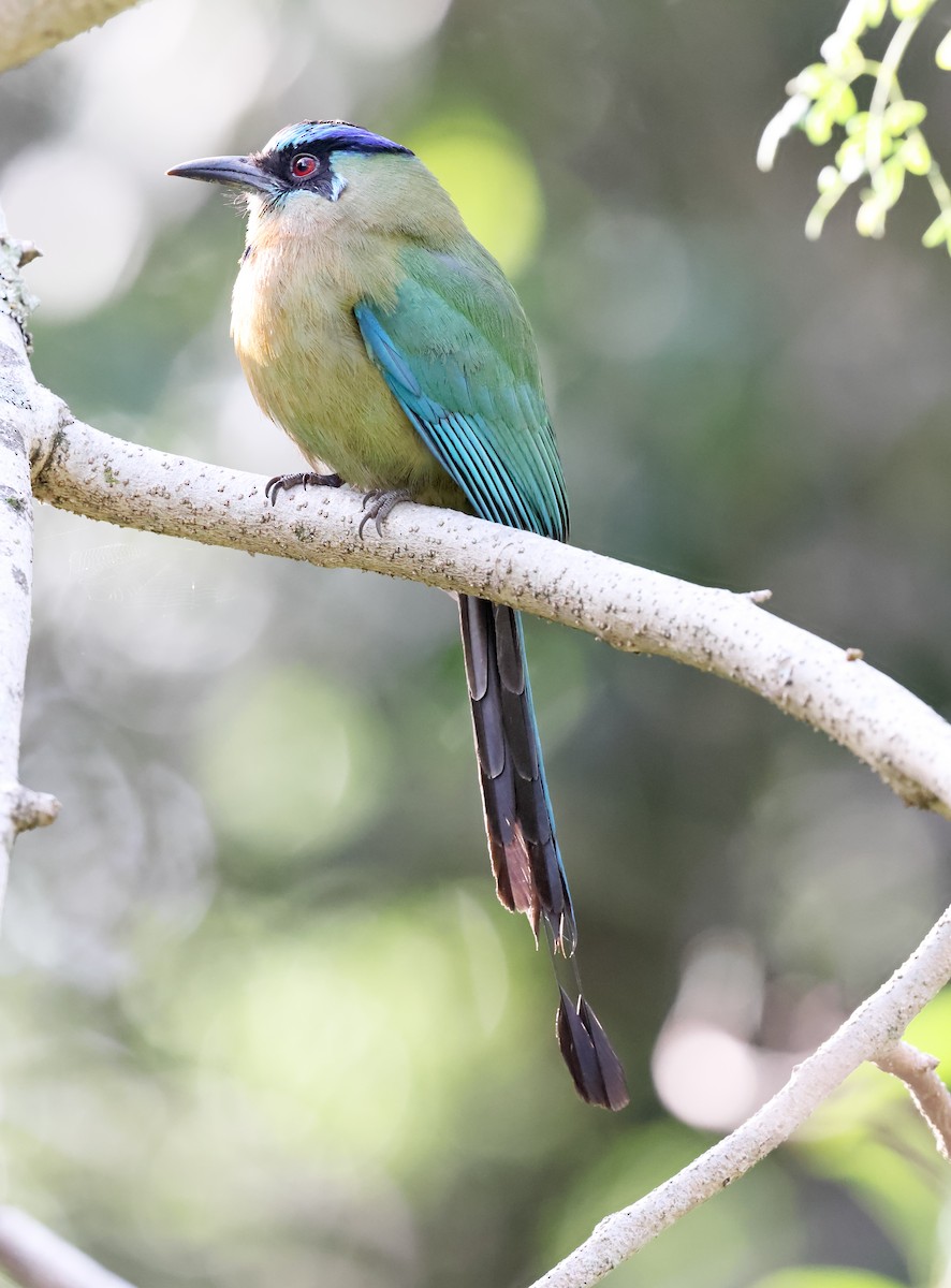 momot diadémový - ML644387146