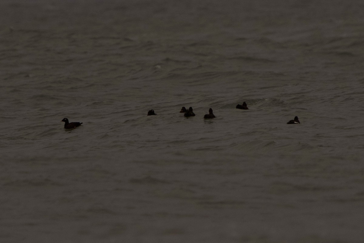 White-winged Scoter - ML644387157